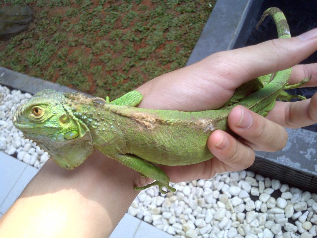 iguana keren